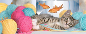Catz