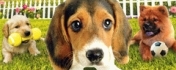 Dogz 2 Hundefreunde